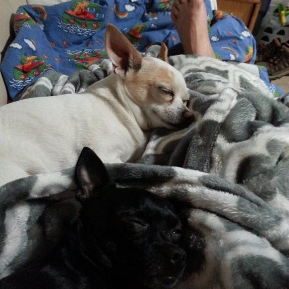 Meet your Posher, Kj - Picture 7 of 14